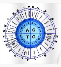 DNA, Genetic Code, Circle, Gene, Codon, Amino Acid. Poster