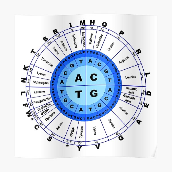 DNA, Genetic Code, Circle, Gene, Codon, Amino Acid. Poster