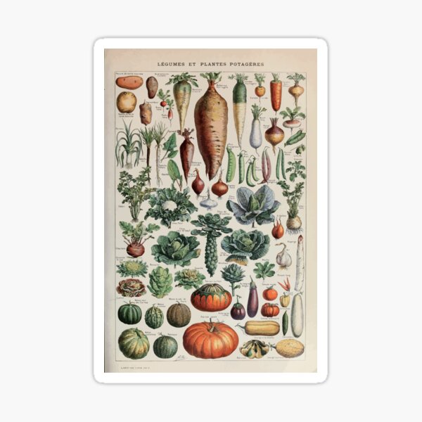 Adolphe Millot legume et plante potageres pour tous Sticker