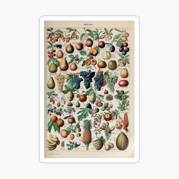 Adolphe Millot fruits pour tous Sticker