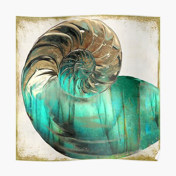 Nautilus Shell Wall Art Redbubble