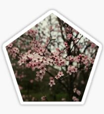 Faded pink blossom Sticker