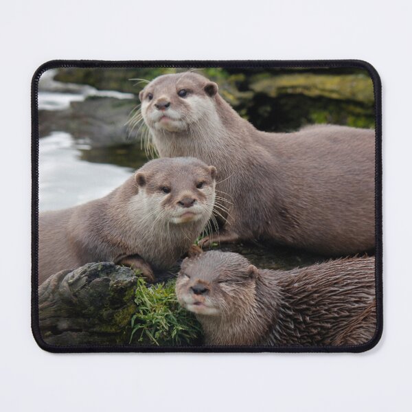 Item preview, Asian short clawed otter designed and sold by jwwallace.
