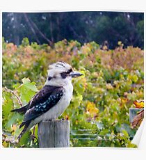 Kooky kookaburra Poster