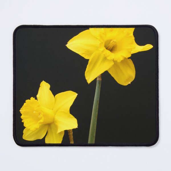Aperçu de l'œuvre Jonquilles créée et vendue par jwwallace.