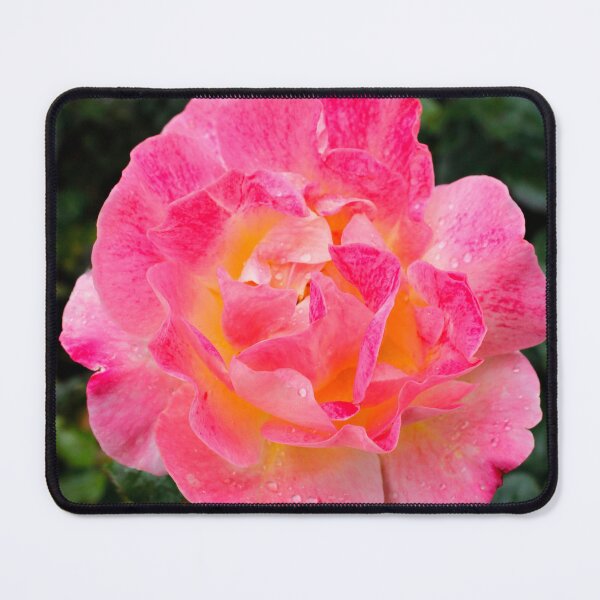 Item preview, A rose in full bloom designed and sold by jwwallace.