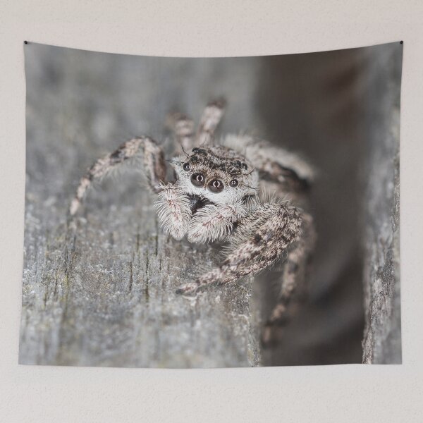 Item preview, Jumping Spider designed and sold by Roger Porter Photography.