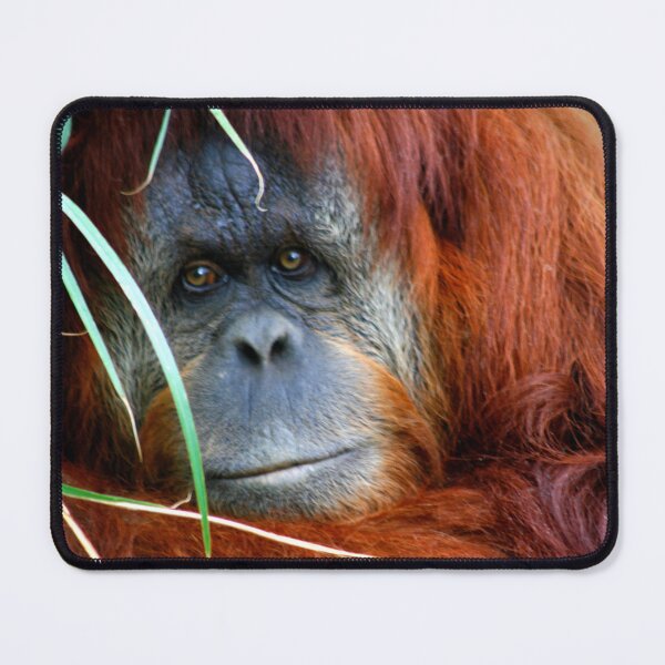 Item preview, Orang-utan designed and sold by jwwallace.