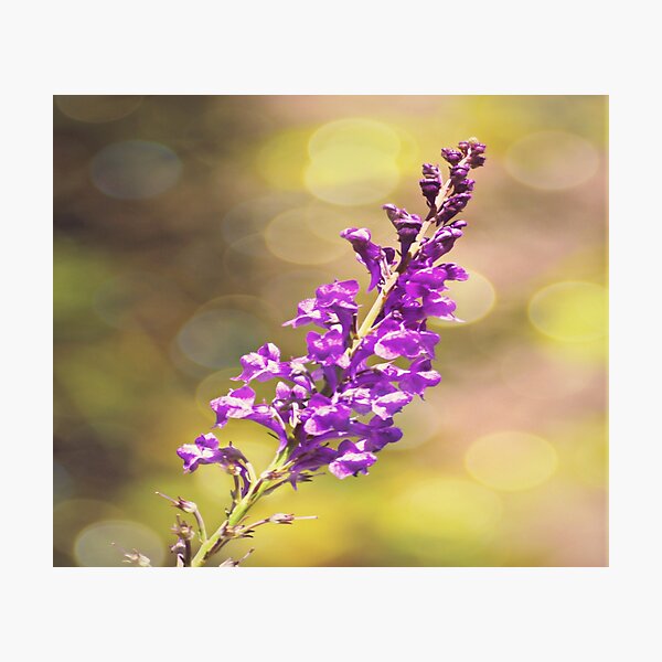 Photographic Print