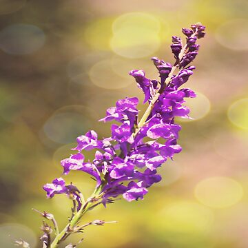 Artwork thumbnail, Lythrum by ScenicViewPics
