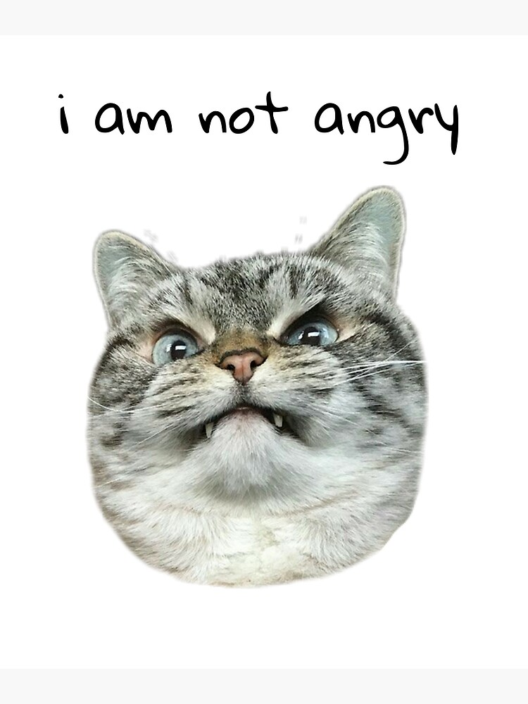 Angry Cat Meme | Postcard