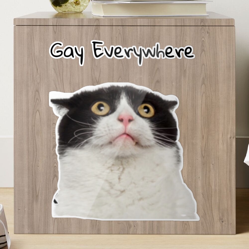 gay everywhere cat 