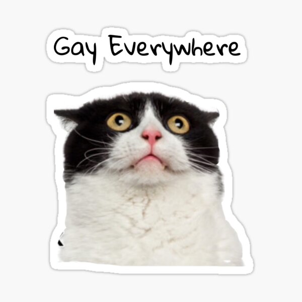 Gay Everywhere Cat Sticker By Faememez Redbubble