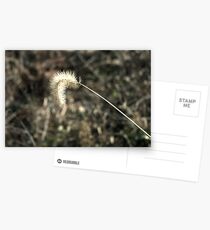 Stalk Postcards