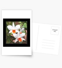 Painted Orchids Postcards