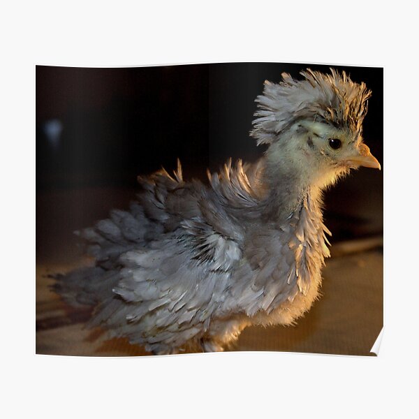 Frizzle Chick Poster