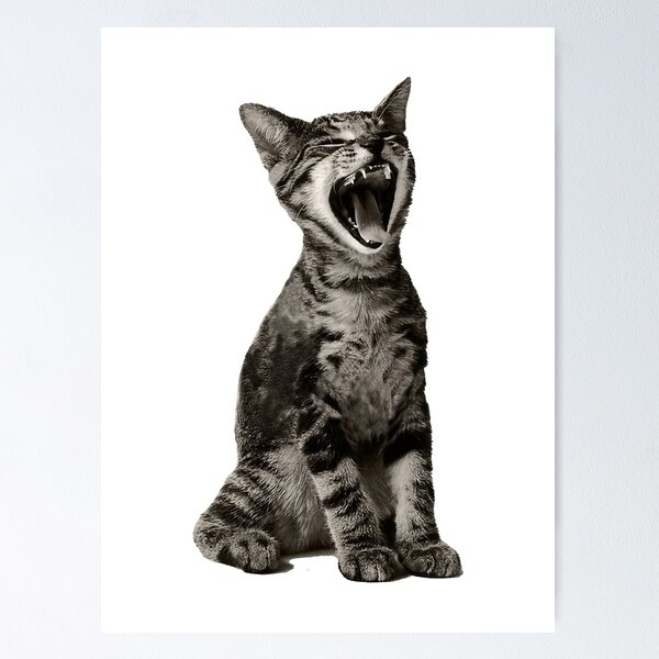 Cute angry cat' Poster, picture, metal print, paint by Evgenuy Merkushov