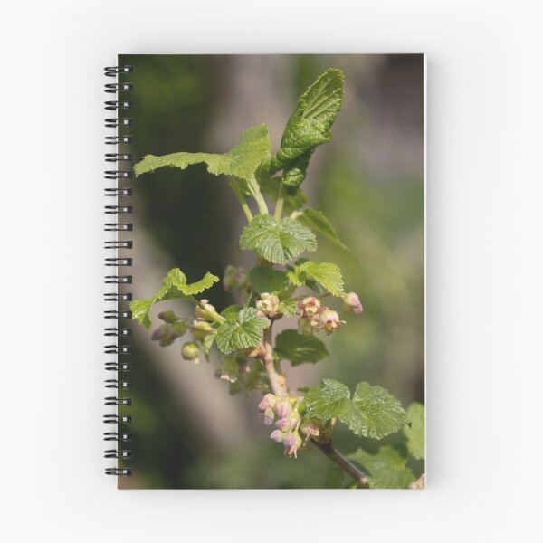 Item preview, Black Currant designed and sold by Calidris Fotografie Steffi & Ben Köppler.