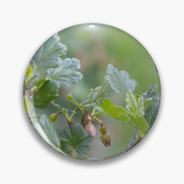 Item preview, Growing Gooseberries designed and sold by Calidris Fotografie Steffi & Ben Köppler.