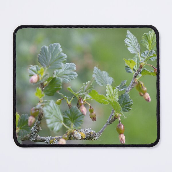 Item preview, Growing Gooseberries designed and sold by Calidris Fotografie Steffi & Ben Köppler.