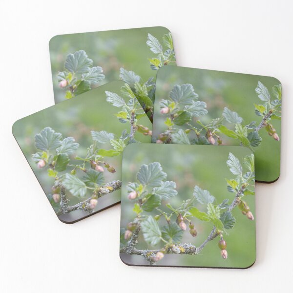 Item preview, Growing Gooseberries designed and sold by Calidris Fotografie Steffi & Ben Köppler.