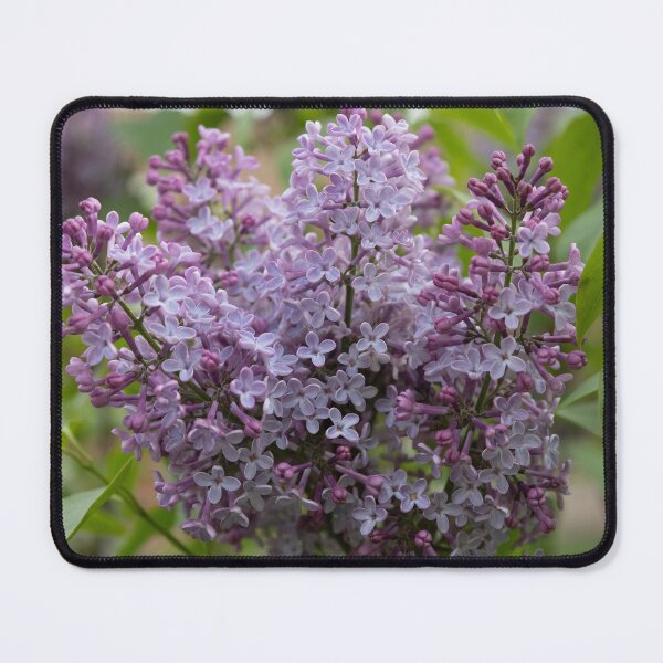 Item preview, Lilac designed and sold by Calidris Fotografie Steffi & Ben Köppler.