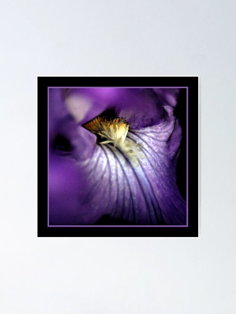 Thumbnail 1 of 3, Poster, Iris Splendor designed and sold by Ryan Houston.