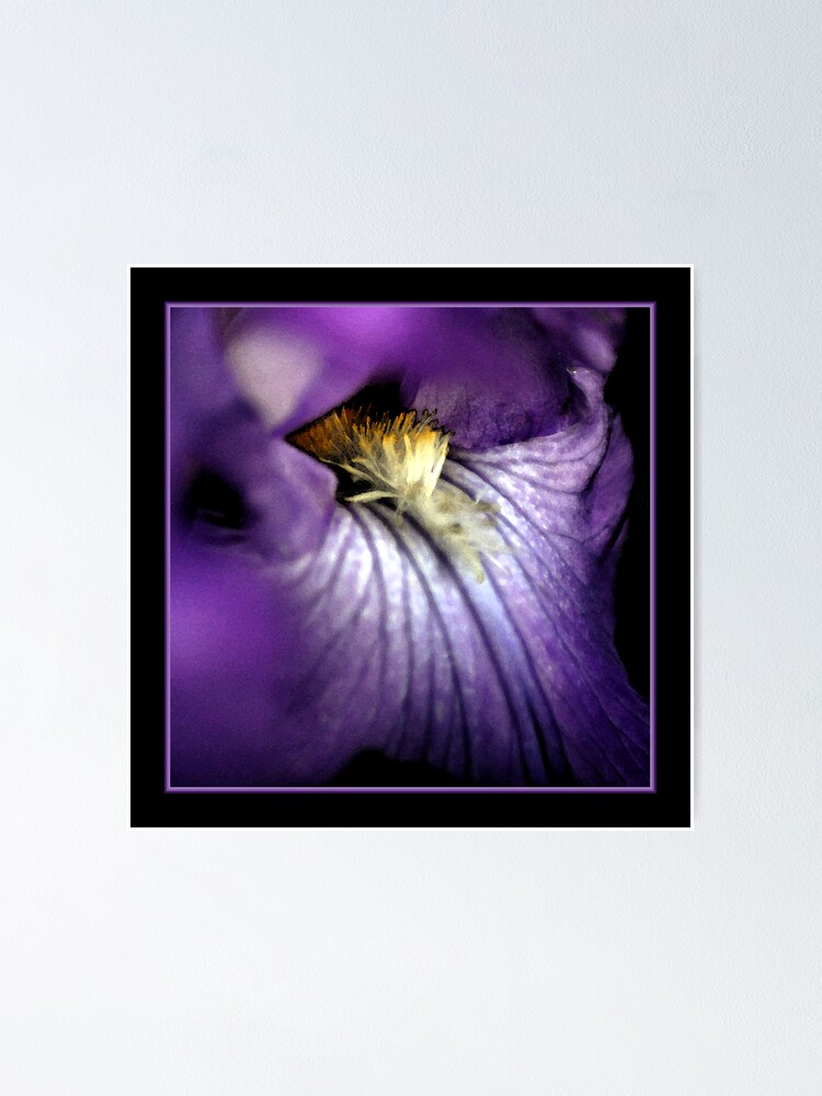 Thumbnail 1 of 3, Poster, Iris Splendor designed and sold by photoforyou.