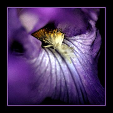 Artwork thumbnail, Iris Splendor by Ryan Houston