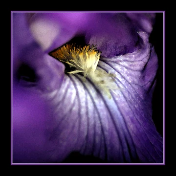 Artwork thumbnail, Iris Splendor by Ryan Houston
