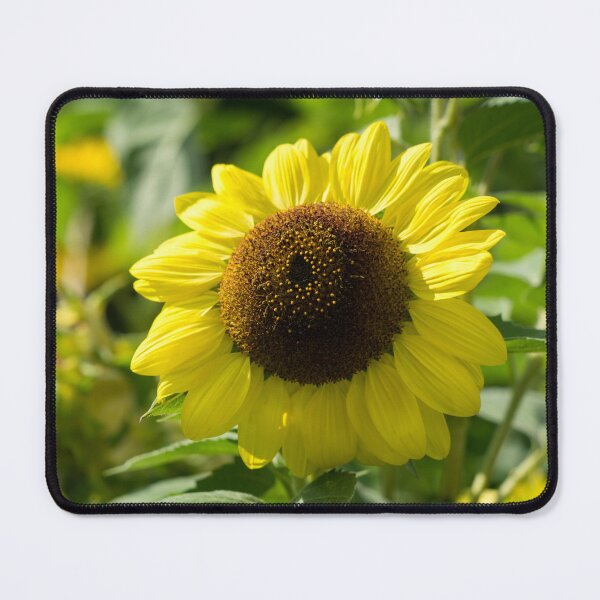 Item preview, Sunshiny Sunflower - the Beautiful National Flower of Ukraine designed and sold by Georgia Mizuleva.