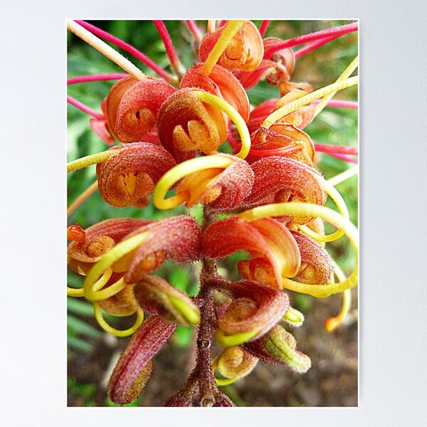 Item preview, Grevillea Flower - Garden Spring 2016, Vic. Australia designed and sold by EdsMum.