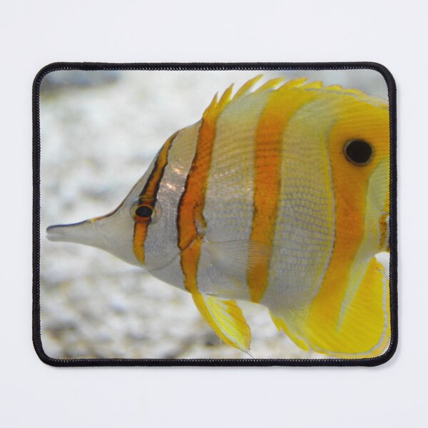 Item preview, Copper Banded Butterfly Fish designed and sold by richardbryce.