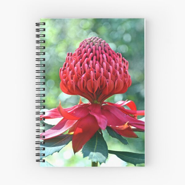 Item preview, Dancing Waratah designed and sold by Cloudlingpics.