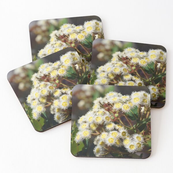 Item preview, Angophora Blossoms designed and sold by Cloudlingpics.