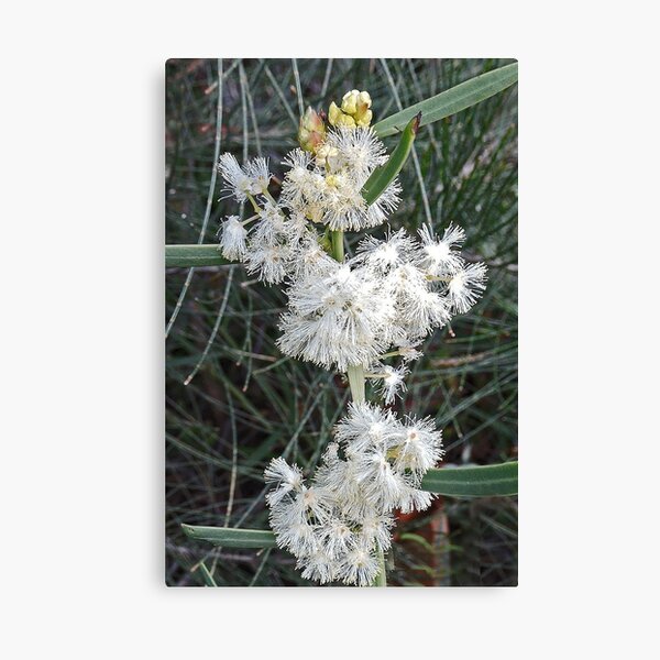 Item preview, Wattle in Narawntapu National Park  designed and sold by Graeme  Hyde.