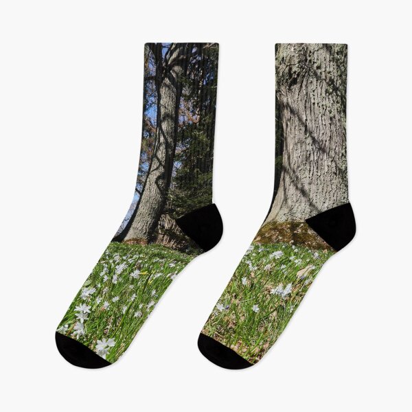 Item preview, Under the naked oaks designed and sold by Jouko Lehto Photography.