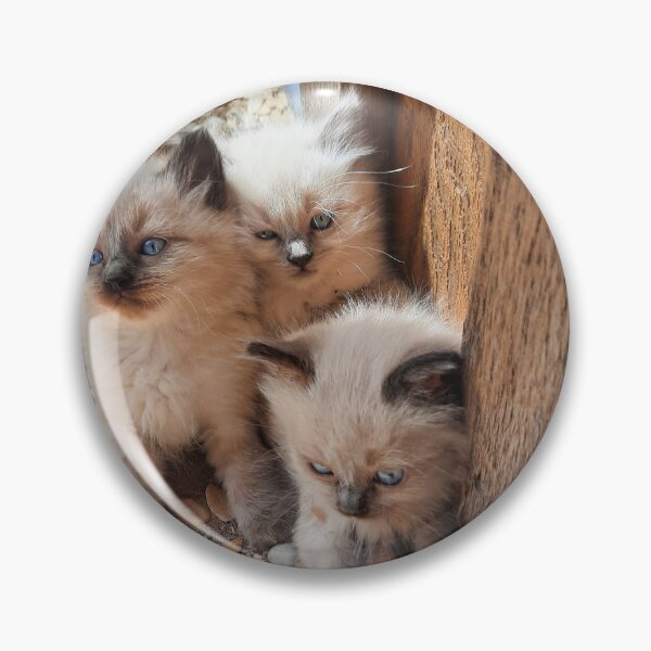 Aperçu de l'œuvre 3 petits chatons créée et vendue par VioletVends.