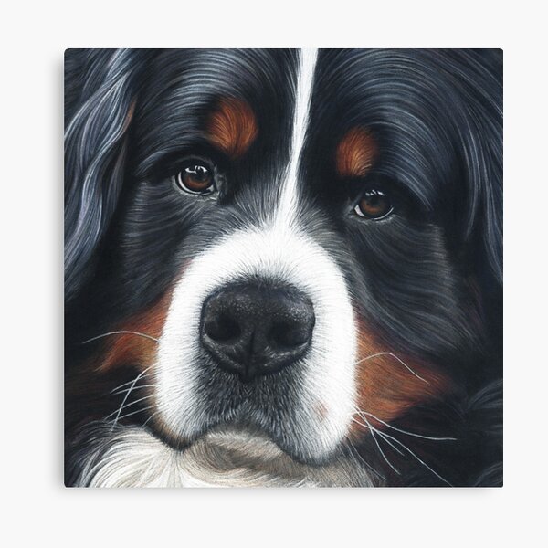 Bernese Mountain Dog - Jesse Canvas Print