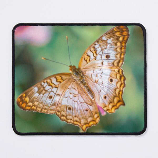 Item preview, Butterfly At the Cincinnati Krohns Conservatory designed and sold by DaveFilm.