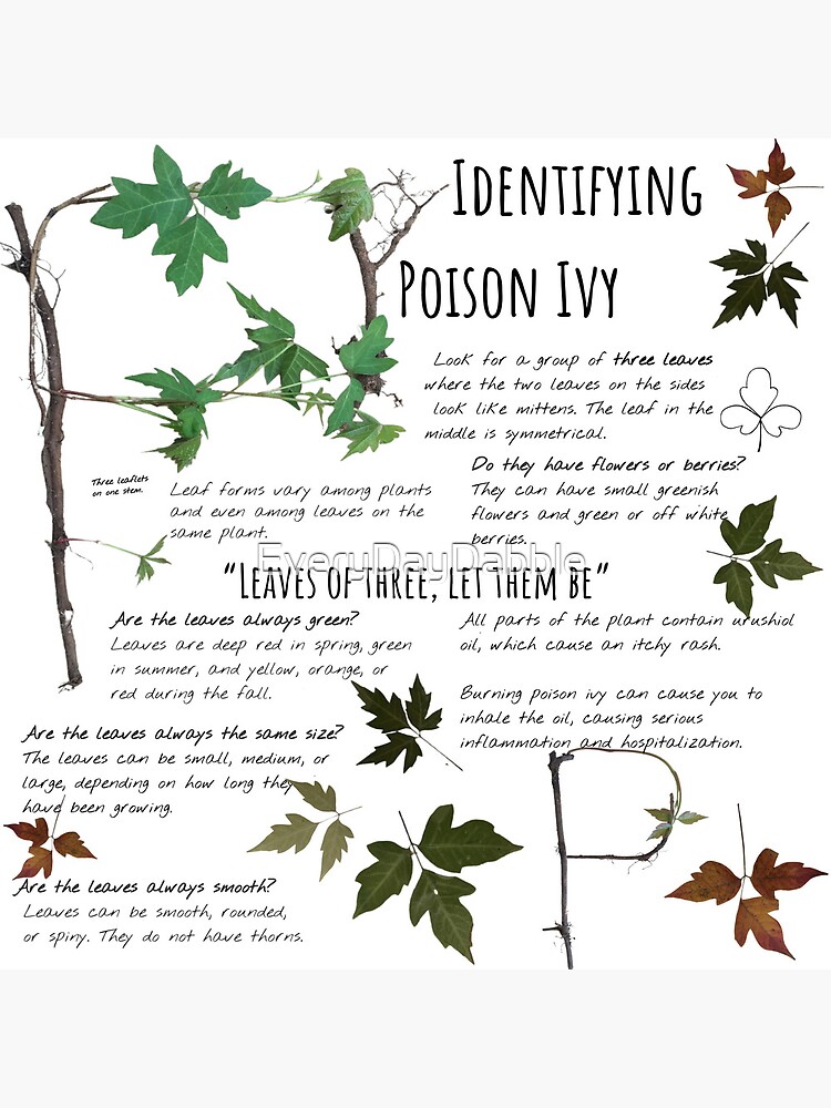 To avoid the itch of poison ivy, 'Leaves of three, let it be' - The Boston  Globe