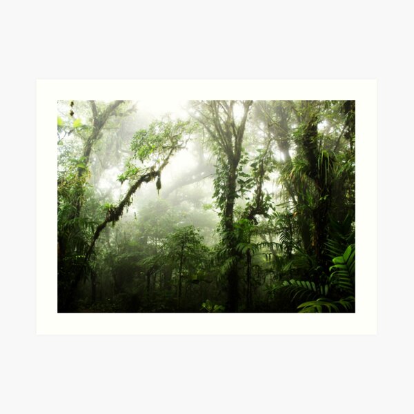 Cloud Forest Art Print