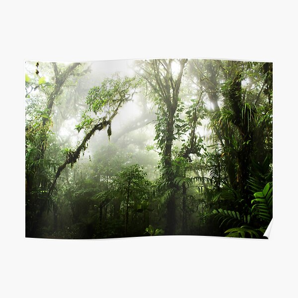 Cloud Forest Poster