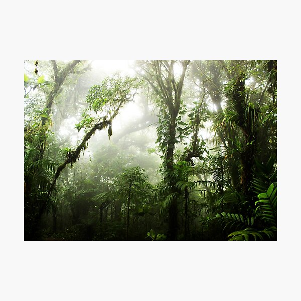 Cloud Forest Photographic Print