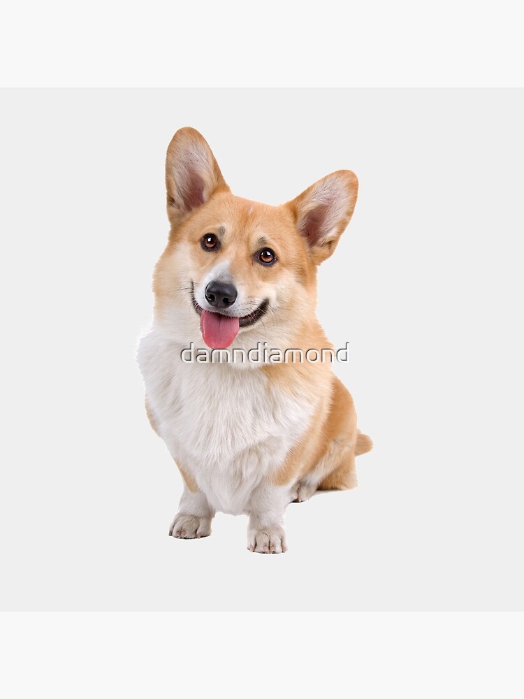 Pembroke welsh corgi