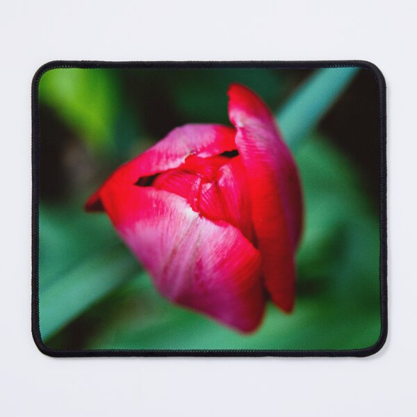 Item preview, Tulip bulbs flower love designed and sold by SzendeB.