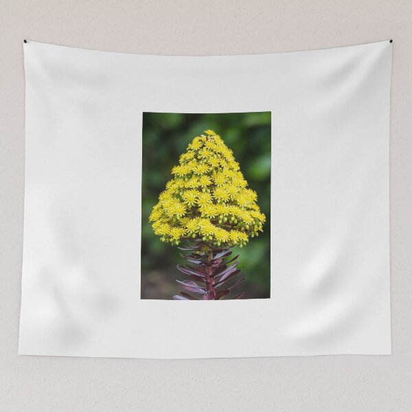 Item preview, Purple aeonium in flower designed and sold by kathleenjean.