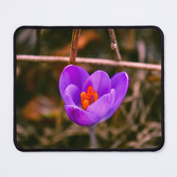 Item preview, Autumn Crocus Care flowers designed and sold by SzendeB.