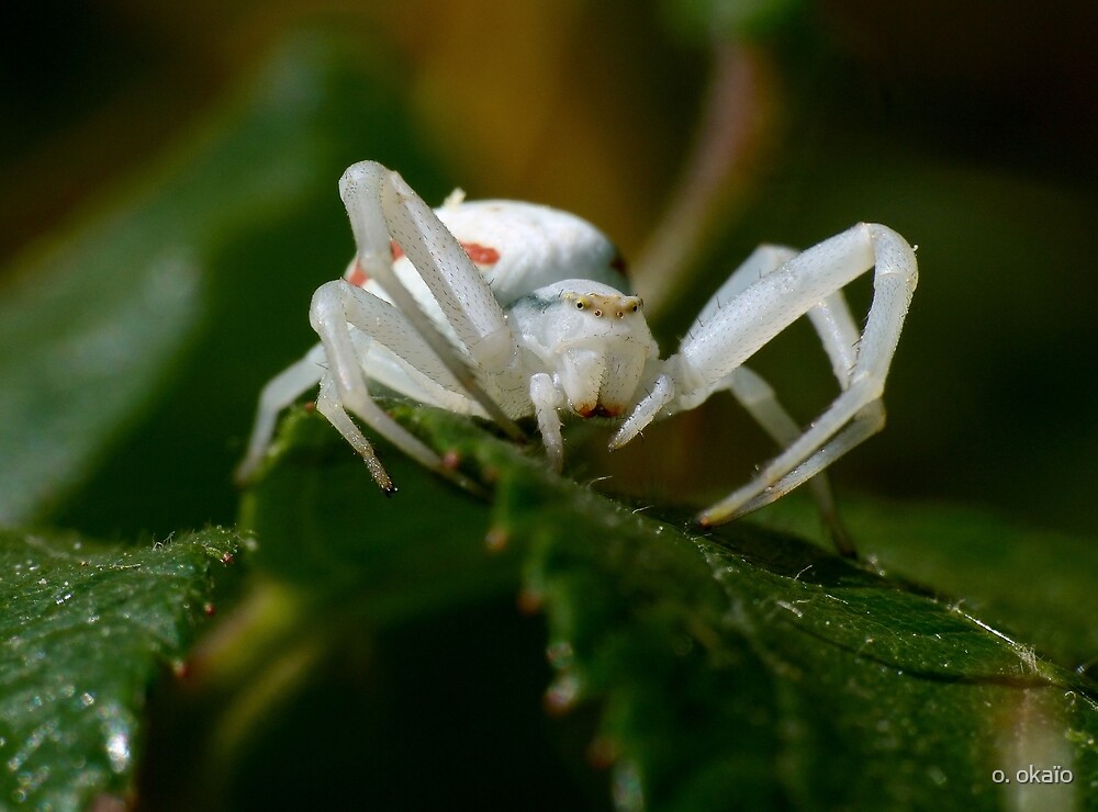 "The white spider 2 red stripes 1 by Okaio Créations 2015 by fz 1000