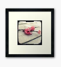 Apple blossom Framed Print